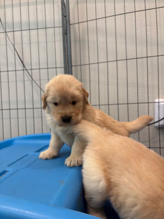 Golden Retriever Puppies media 10