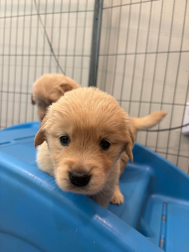 Golden Retriever Puppies media 11