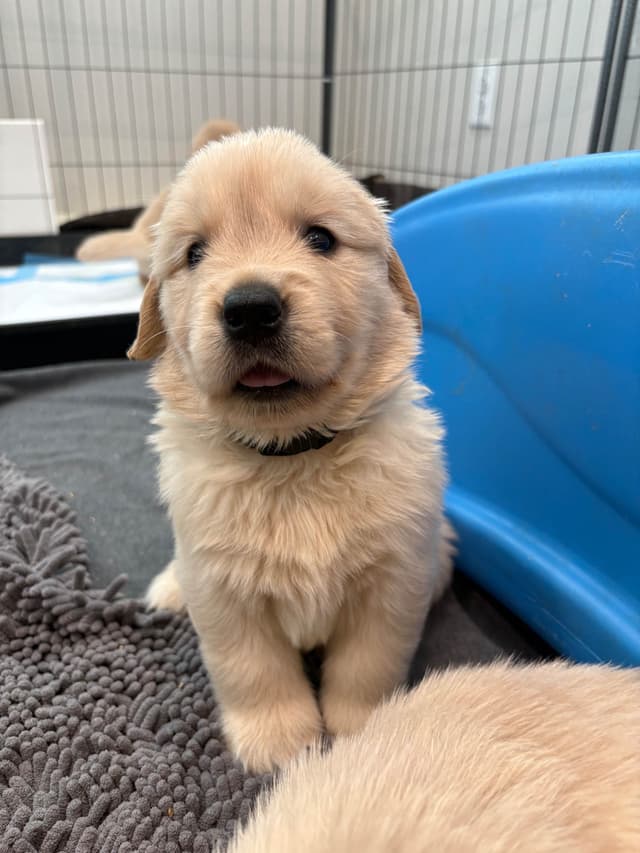 Golden Retriever Puppies media 12