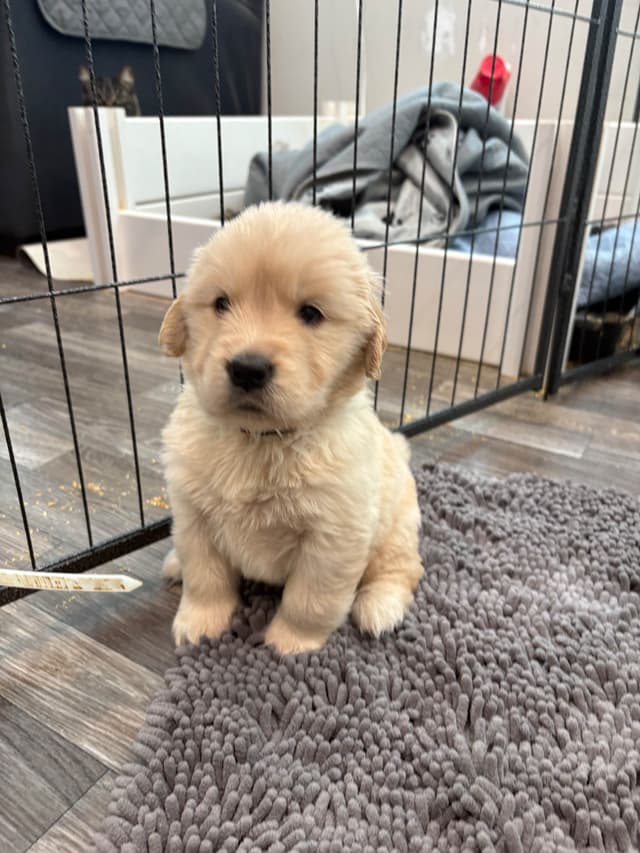 Golden Retriever Puppies media 13