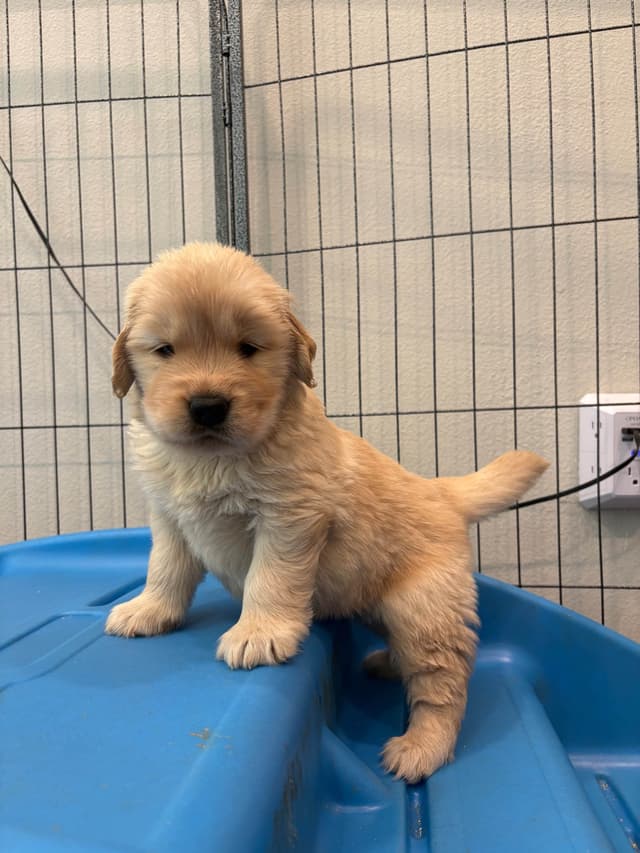 Golden Retriever Puppies media 14