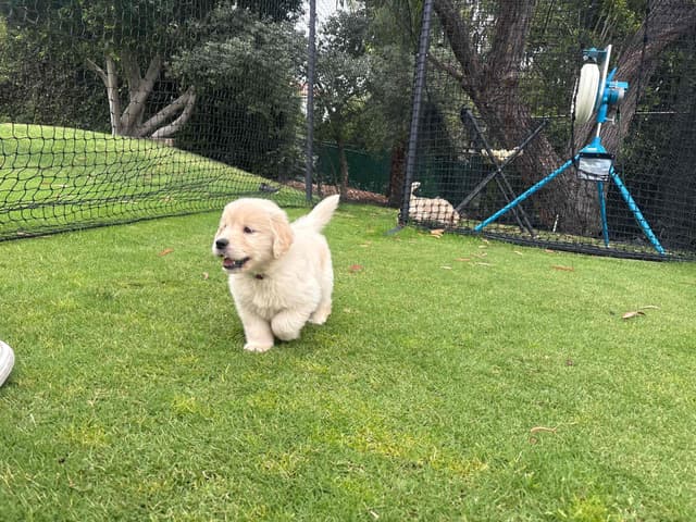 Golden Retriever Puppies media 15