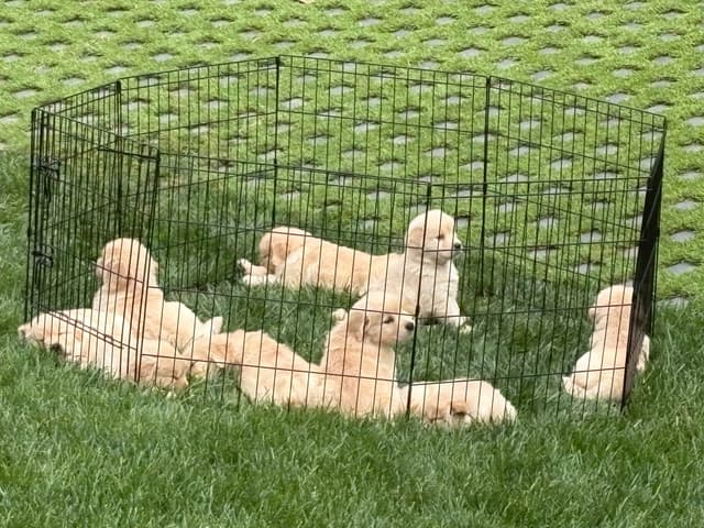 Golden Retriever Puppies media 16