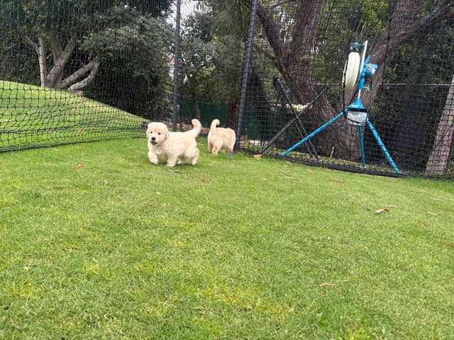 Golden Retriever Puppies media 17