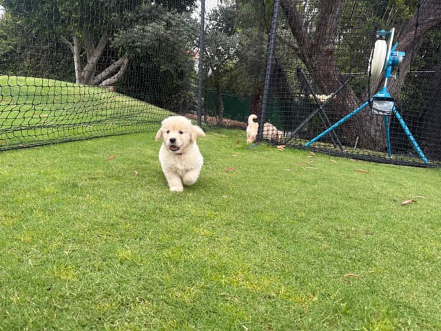 Golden Retriever Puppies media 18