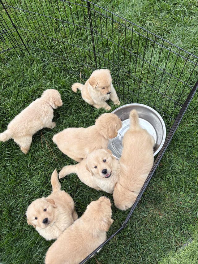 Golden Retriever Puppies media 19