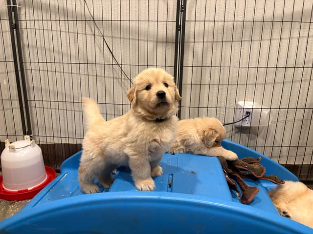 Golden Retriever Puppies media 20