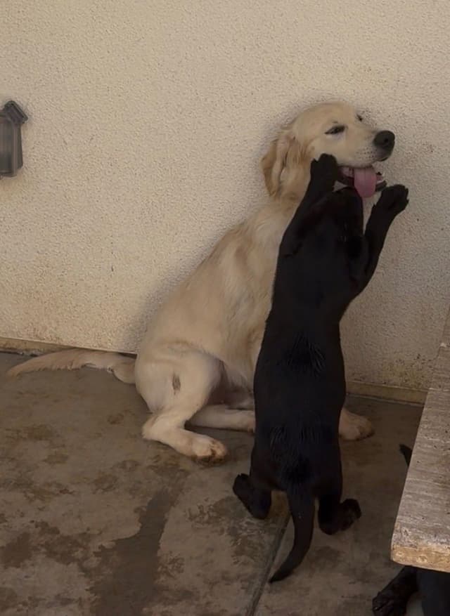 Labrador Retriever Puppies media 17
