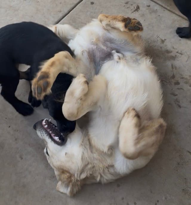 Labrador Retriever Puppies media 18