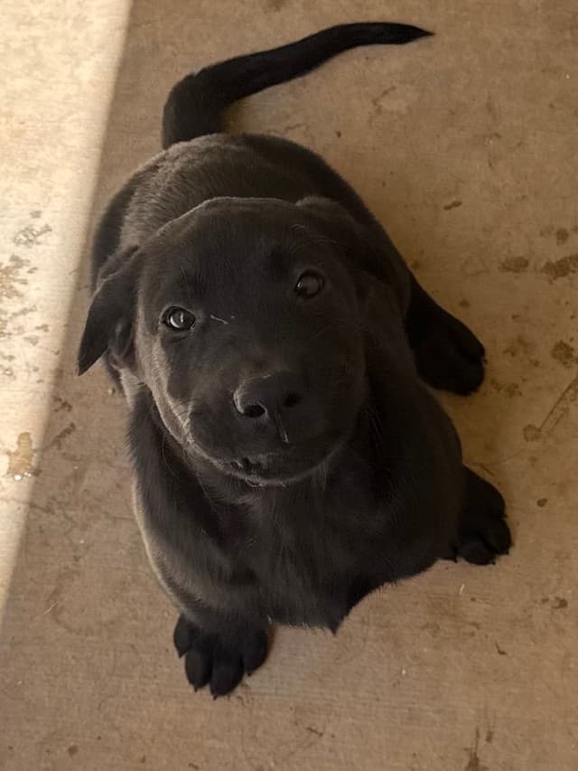Labrador Retriever Puppies media 19