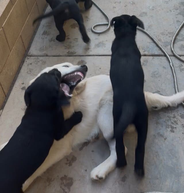 Labrador Retriever Puppies media 20