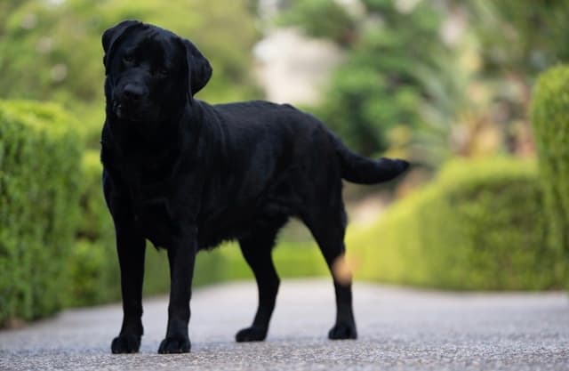 Labrador Retriever Puppies media 4