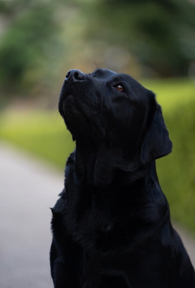 Labrador Retriever Puppies media 6