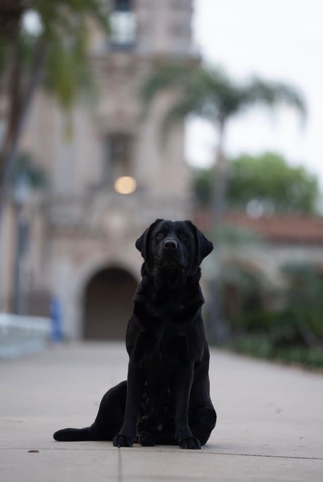 Labrador Retriever Puppies media 7