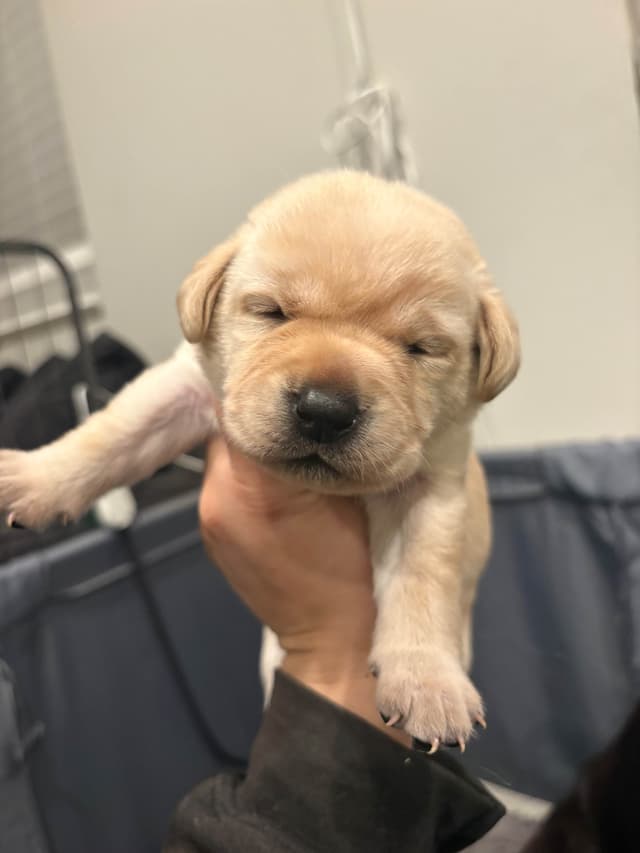 Labrador Retriever Puppies media 10