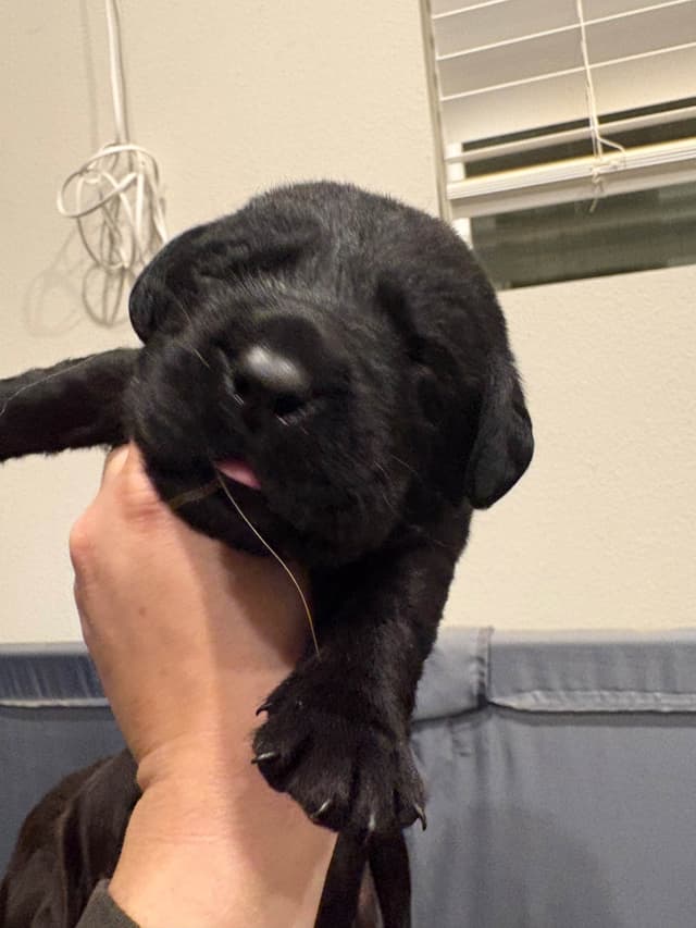 Labrador Retriever Puppies media 11