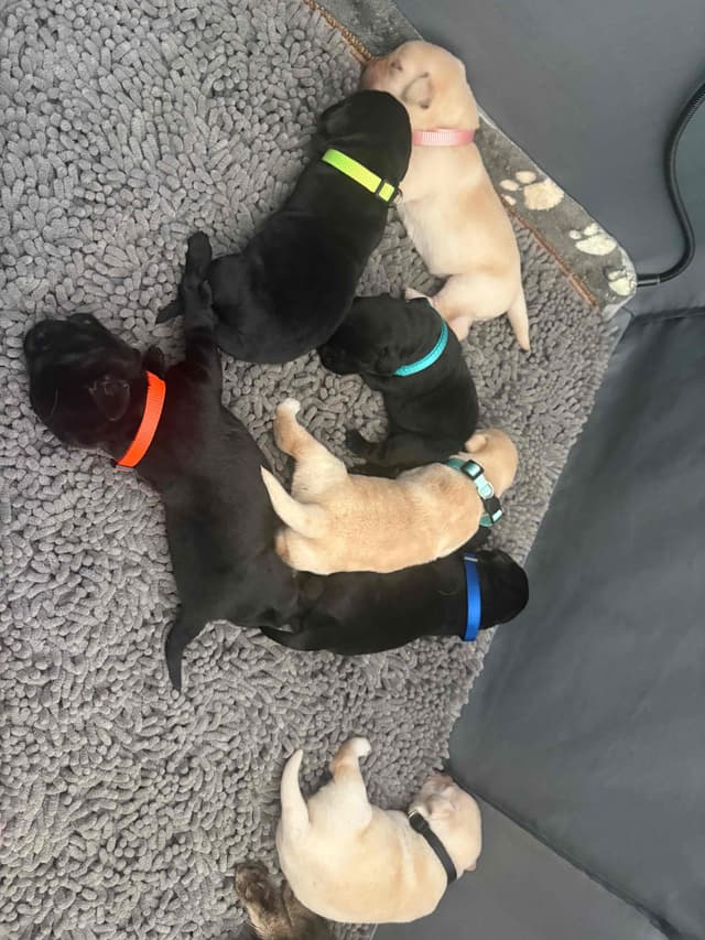 Labrador Retriever Puppies media 12