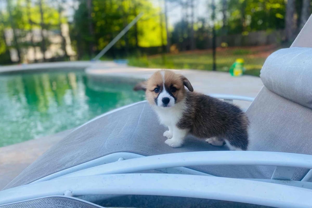 Pembroke Welsh Corgi Puppies breeder image 2