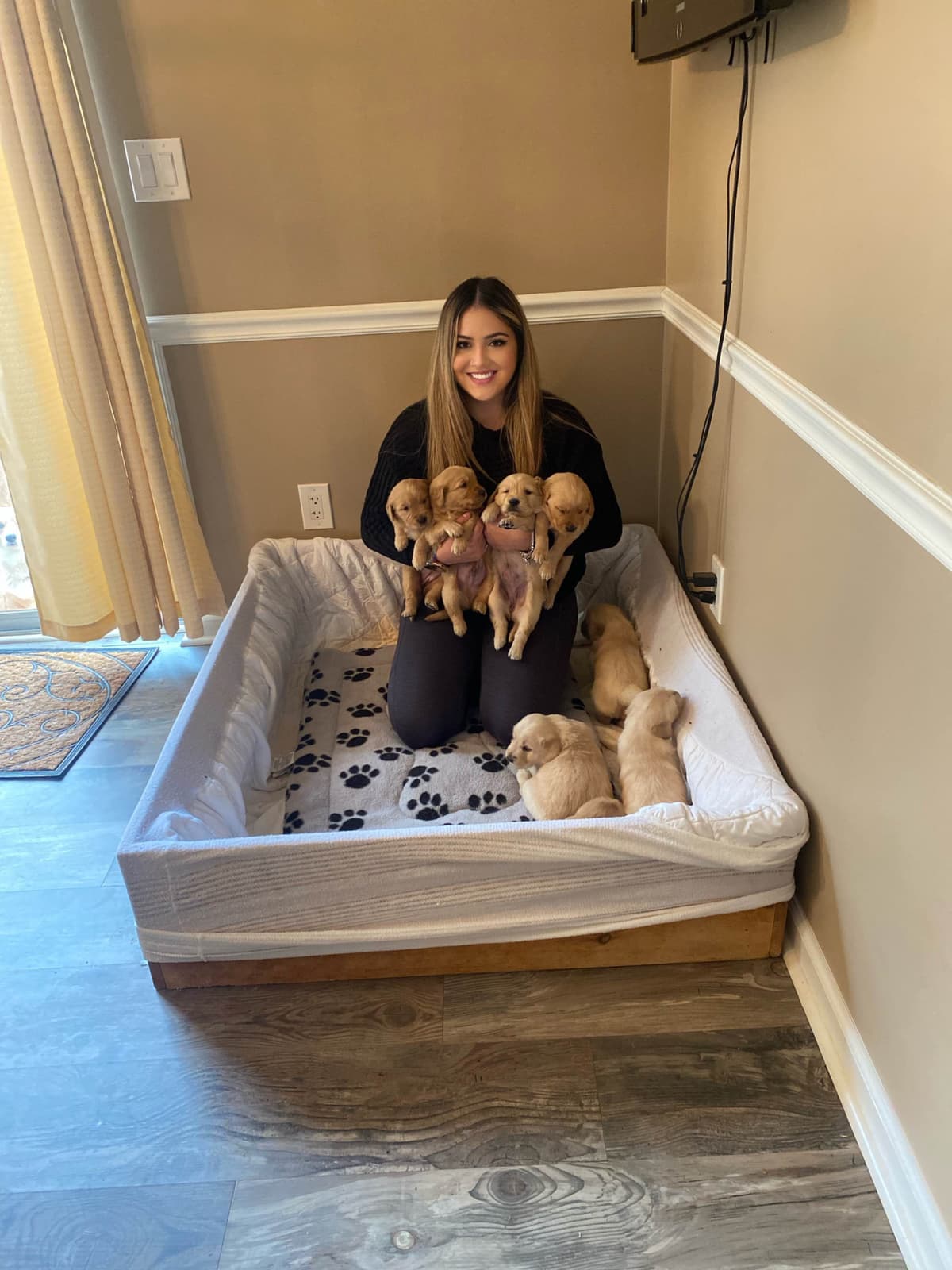 Pembroke Welsh Corgi Puppies breeder image 4