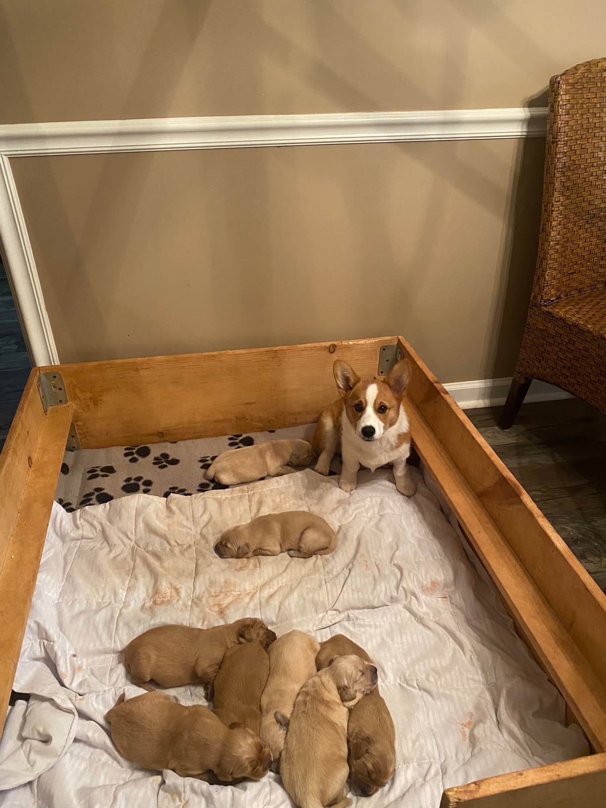 Pembroke Welsh Corgi Puppies breeder image 5
