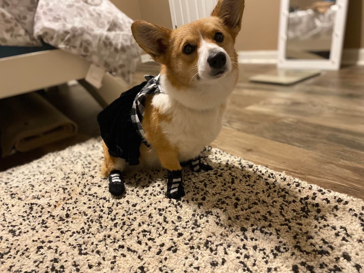 Pembroke Welsh Corgi Puppies breeder image 9