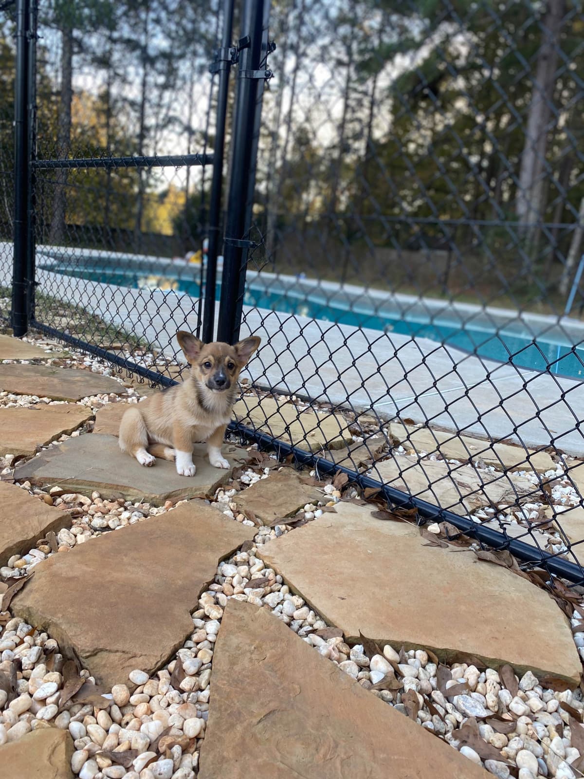 Pembroke Welsh Corgi Puppies breeder image 16