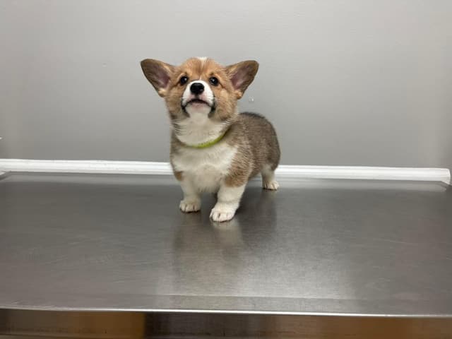 Pembroke Welsh Corgi Puppies media 2
