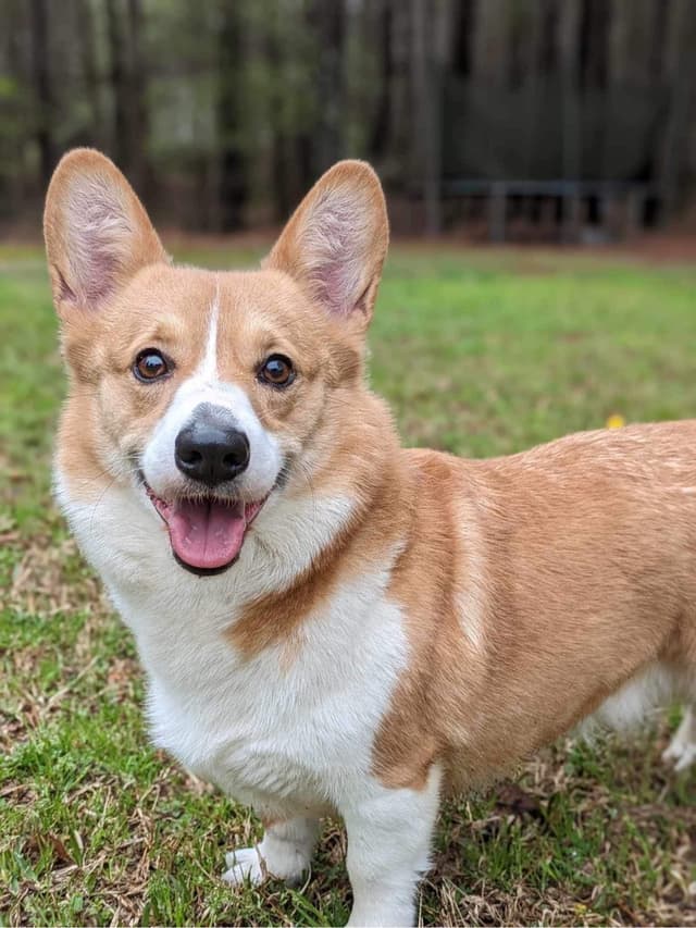Pembroke Welsh Corgi Puppies media 4