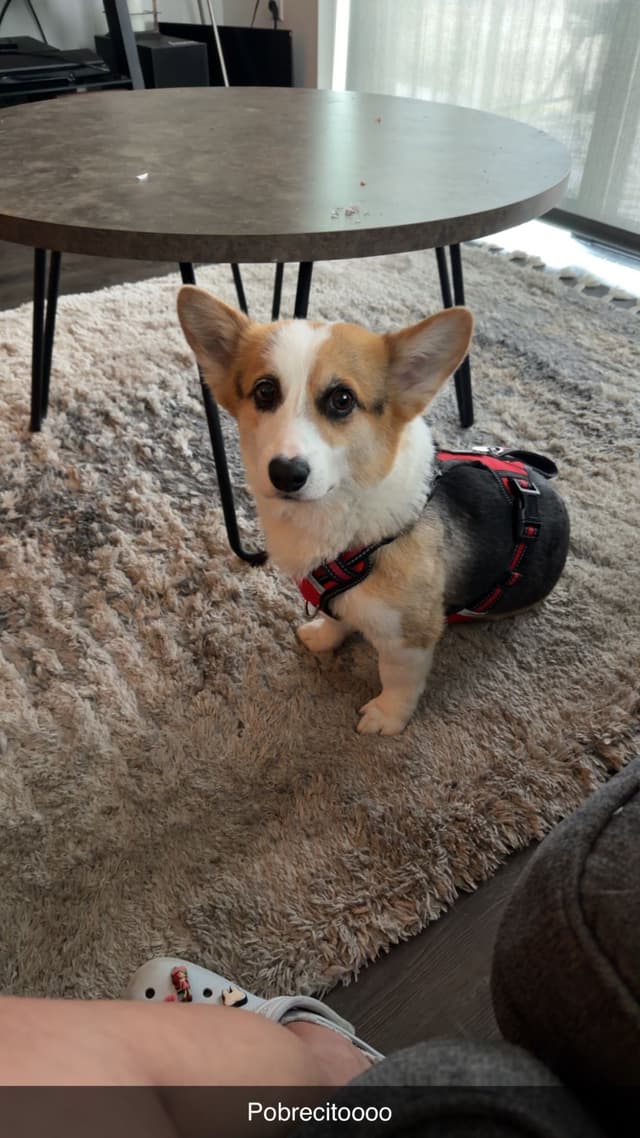 Pembroke Welsh Corgi Puppies media 3