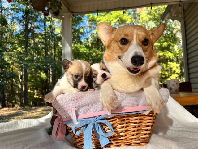 Pembroke Welsh Corgi Puppies media 6