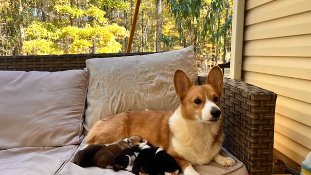 Pembroke Welsh Corgi Puppies media 7