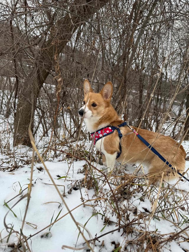 Pembroke Welsh Corgi Puppies media 8