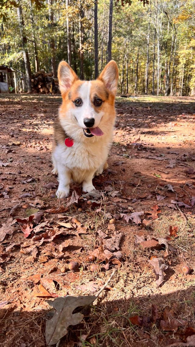 Pembroke Welsh Corgi Puppies media 9