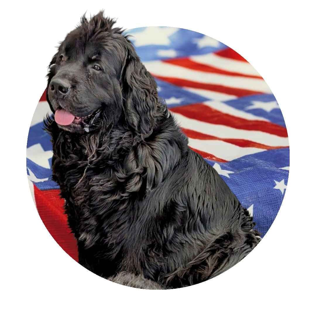 Black Mountain Newfoundland Puppy breeder image 1