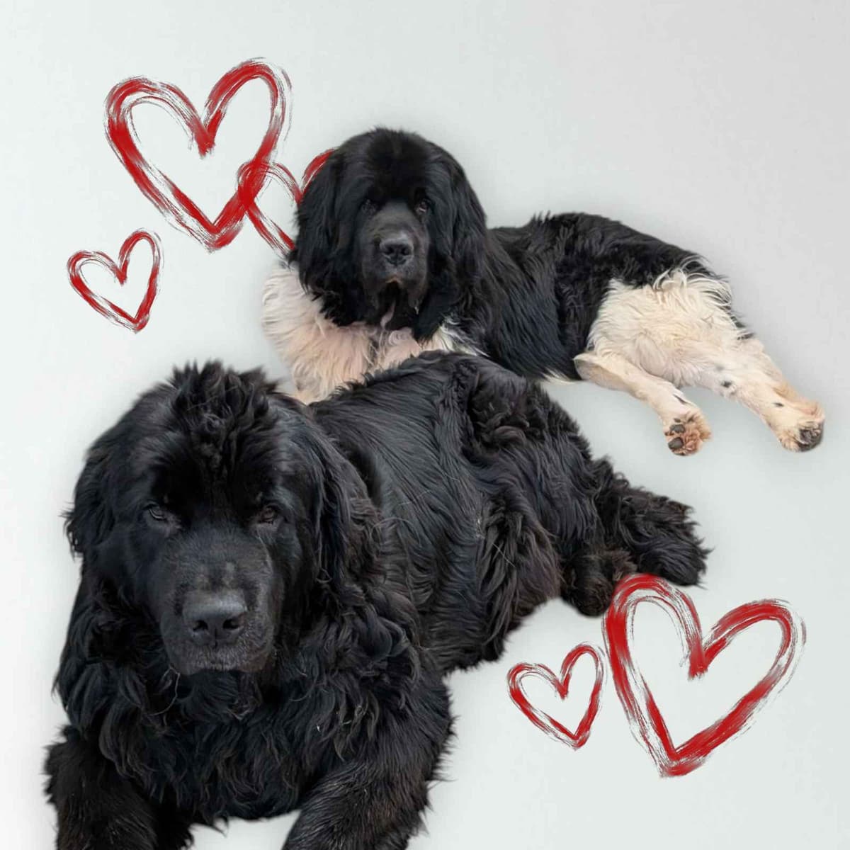 Black Mountain Newfoundland Puppy breeder image 2