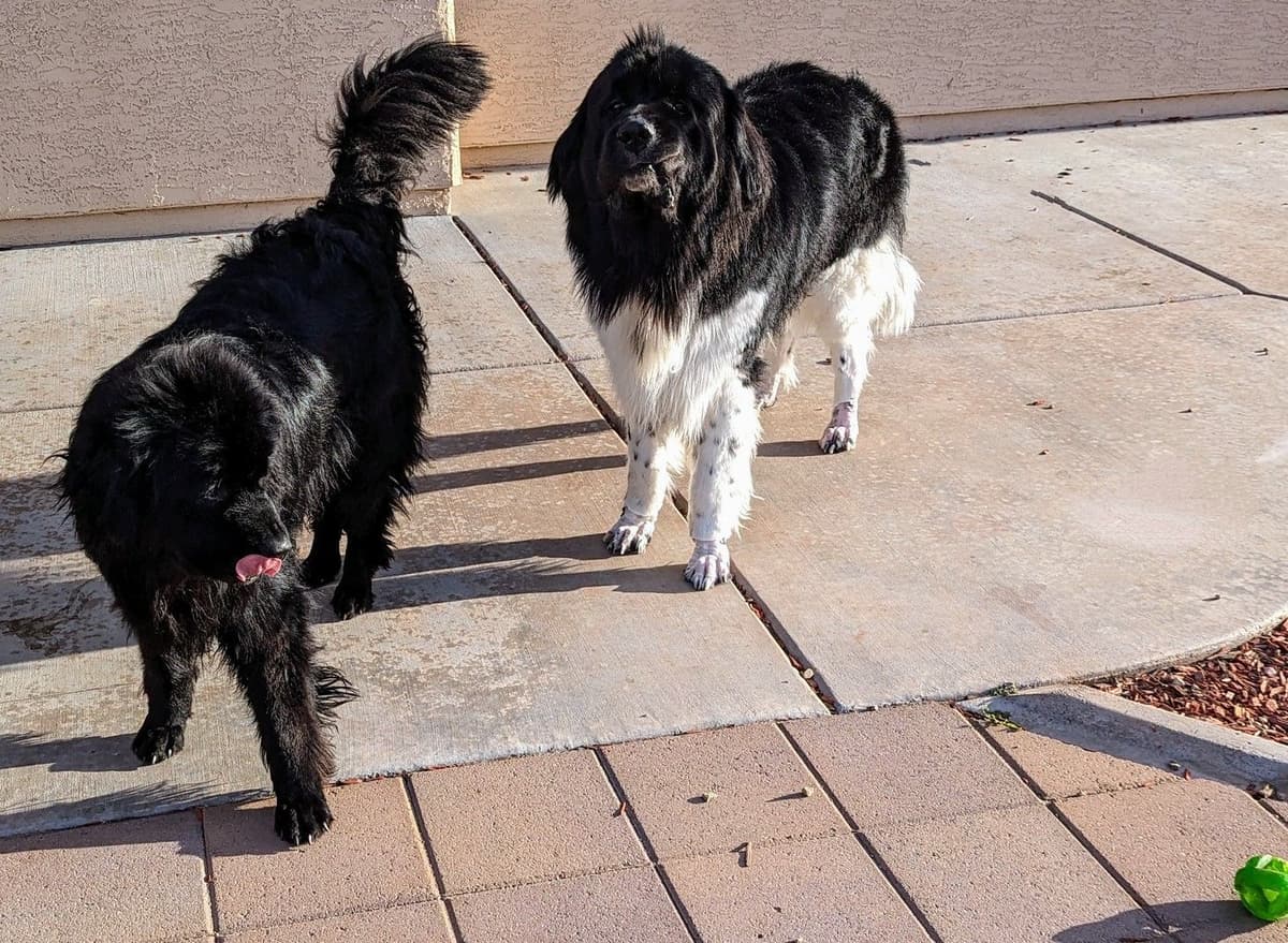 Black Mountain Newfoundland Puppy breeder image 3