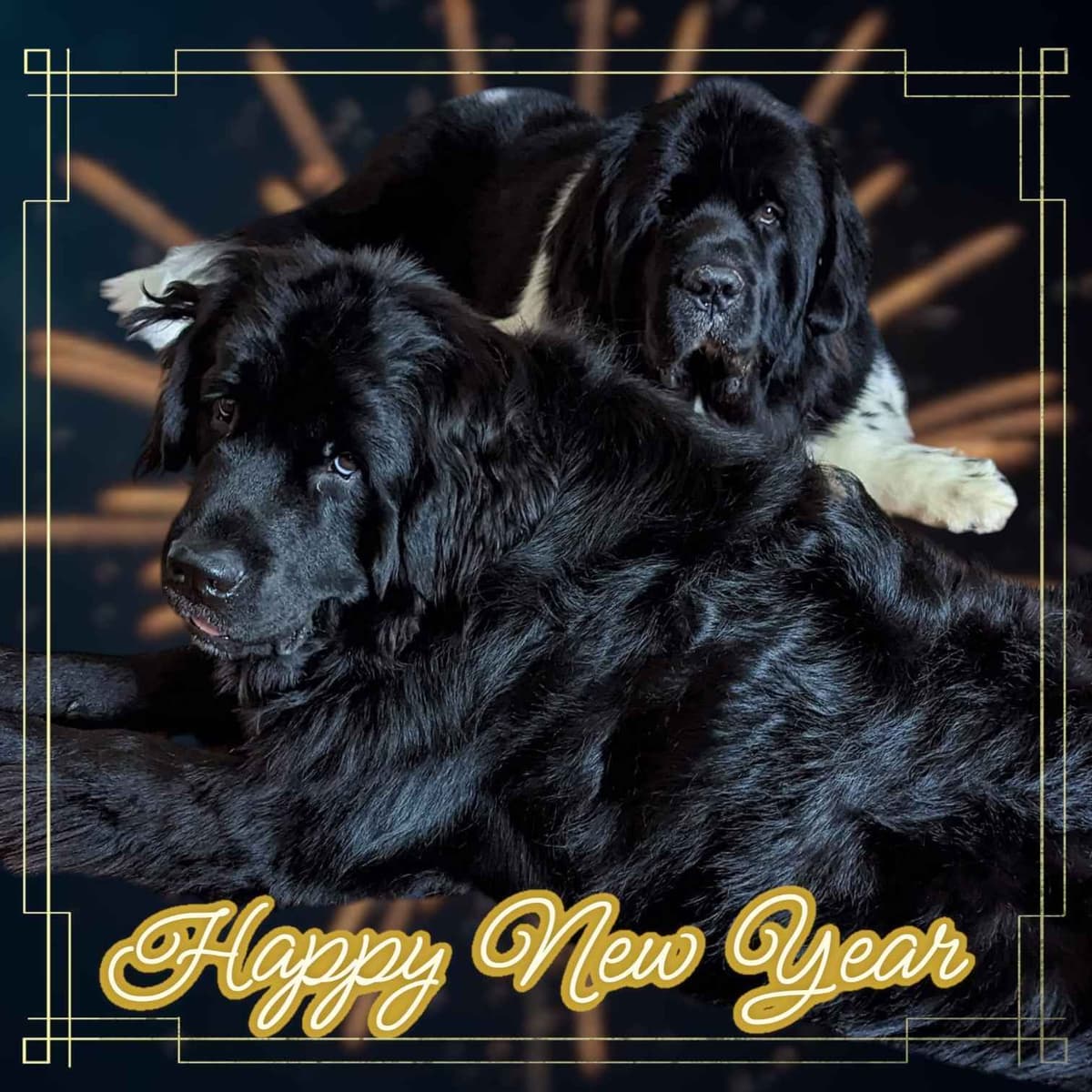 Black Mountain Newfoundland Puppy breeder image 4