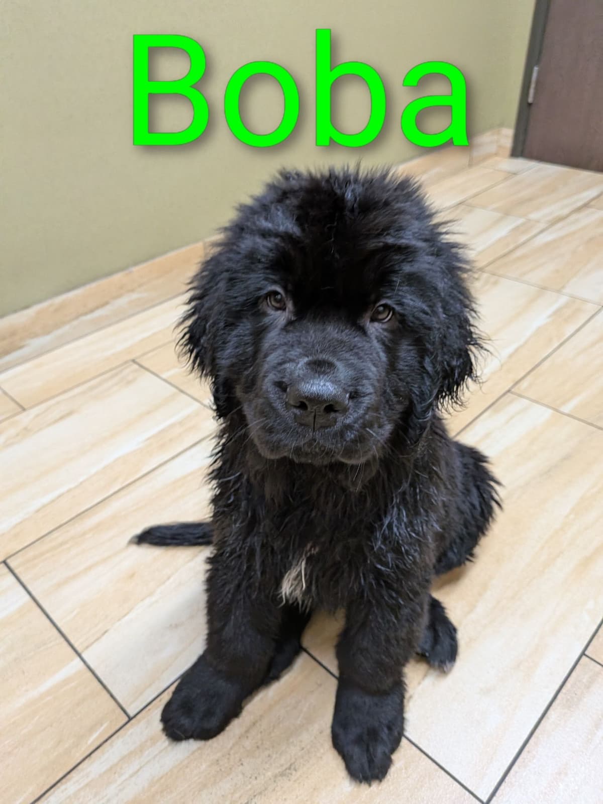 Black Mountain Newfoundland Puppy breeder image 5
