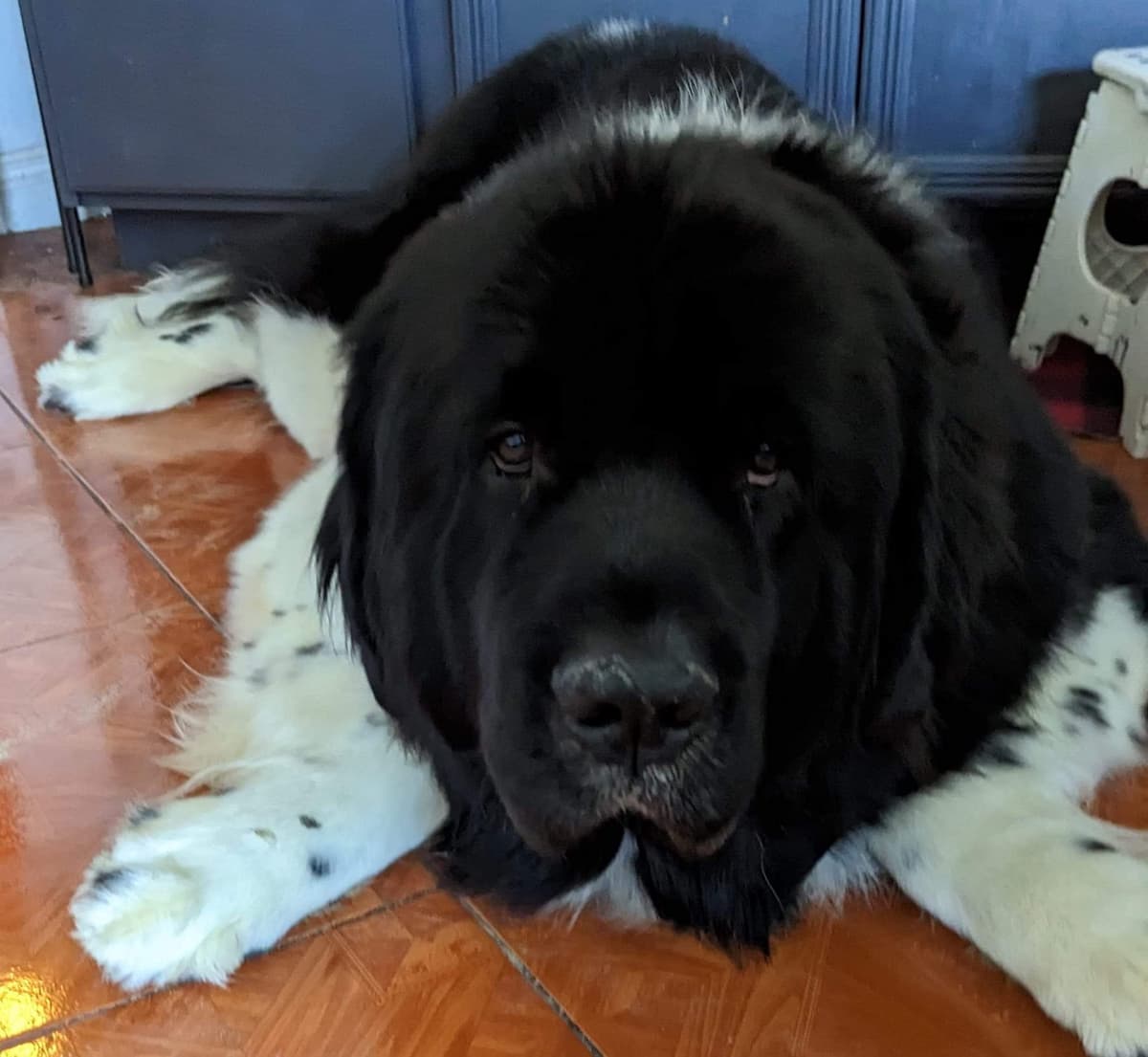 Black Mountain Newfoundland Puppy breeder image 7