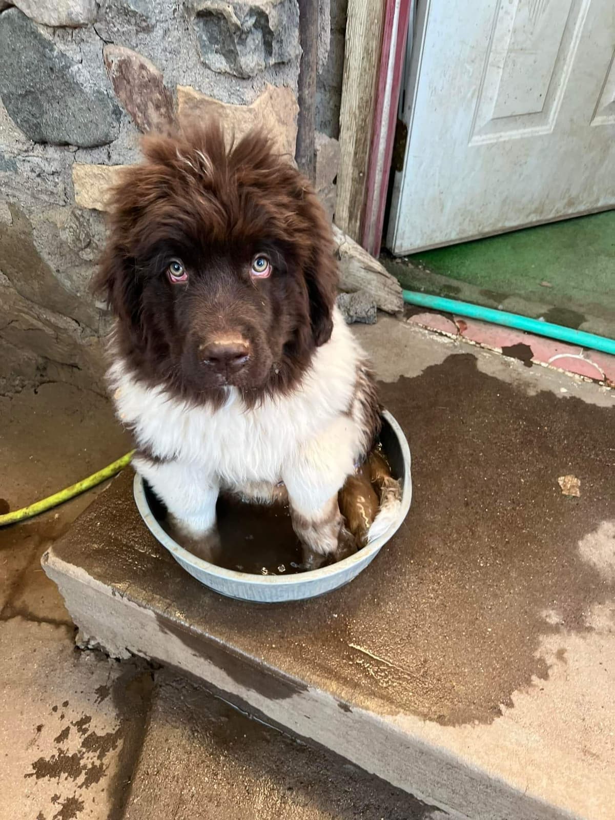 Black Mountain Newfoundland Puppy breeder image 8