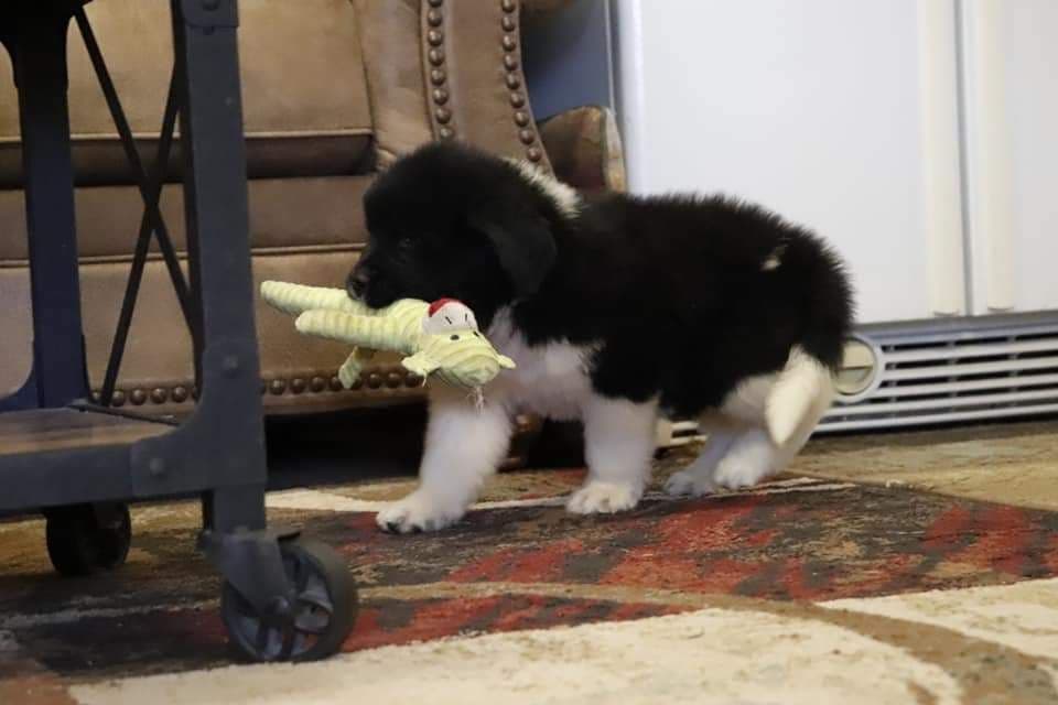 Black Mountain Newfoundland Puppy breeder image 10