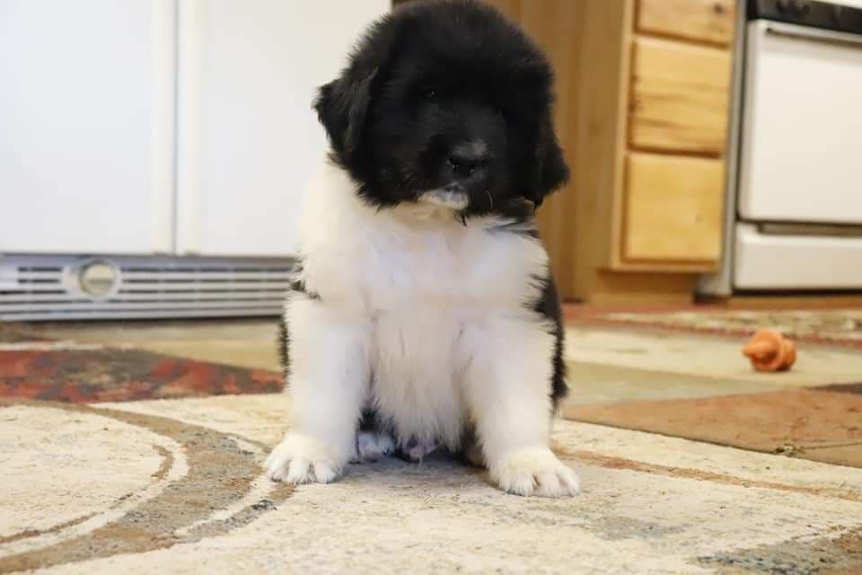 Black Mountain Newfoundland Puppy breeder image 14