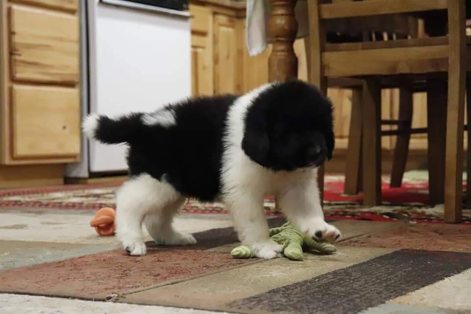 Black Mountain Newfoundland Puppy breeder image 15