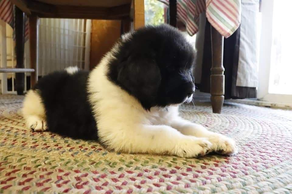 Black Mountain Newfoundland Puppy breeder image 12