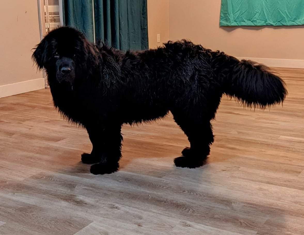 Black Mountain Newfoundland Puppy breeder image 13