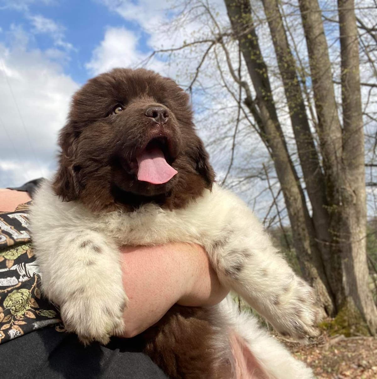 Black Mountain Newfoundland Puppy breeder image 17