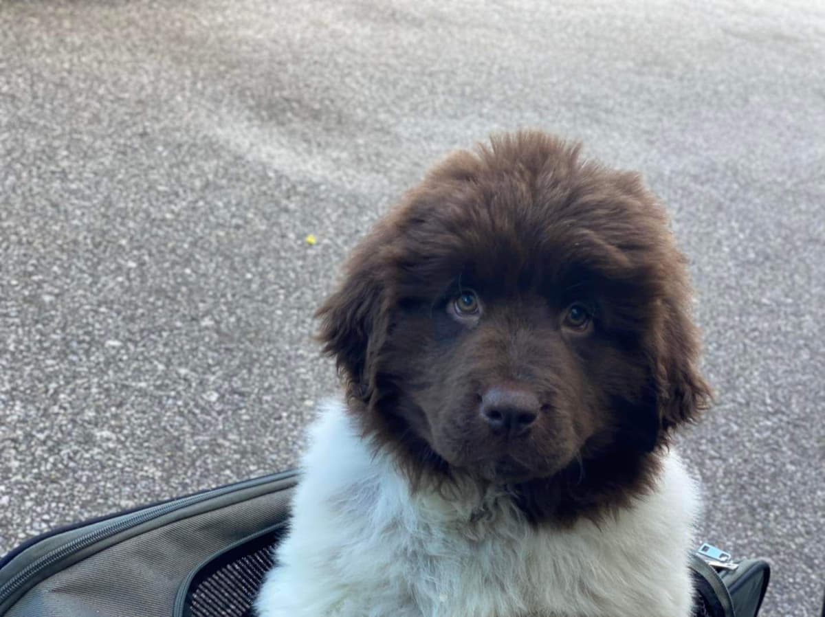 Black Mountain Newfoundland Puppy breeder image 18