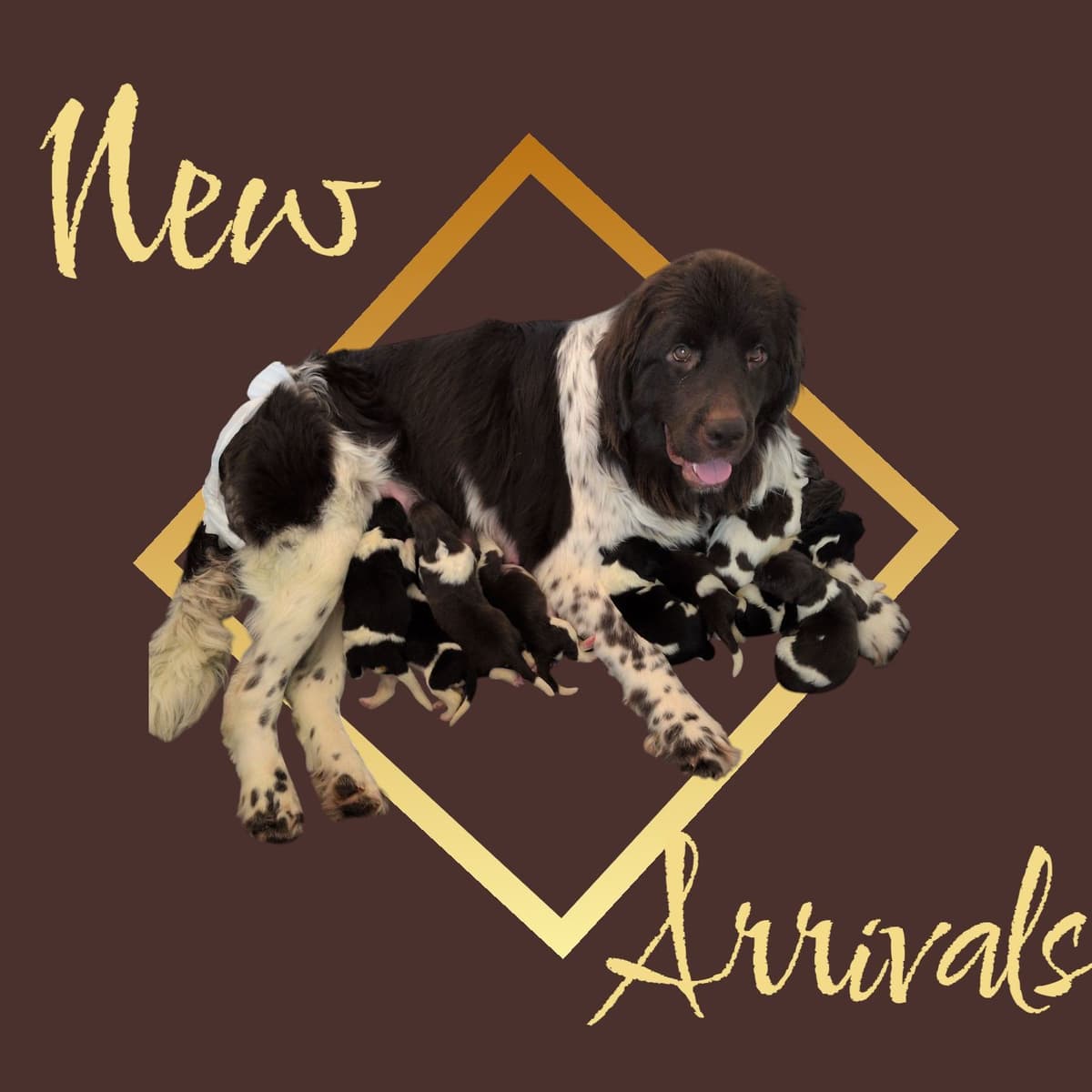 Black Mountain Newfoundland Puppy breeder image 19
