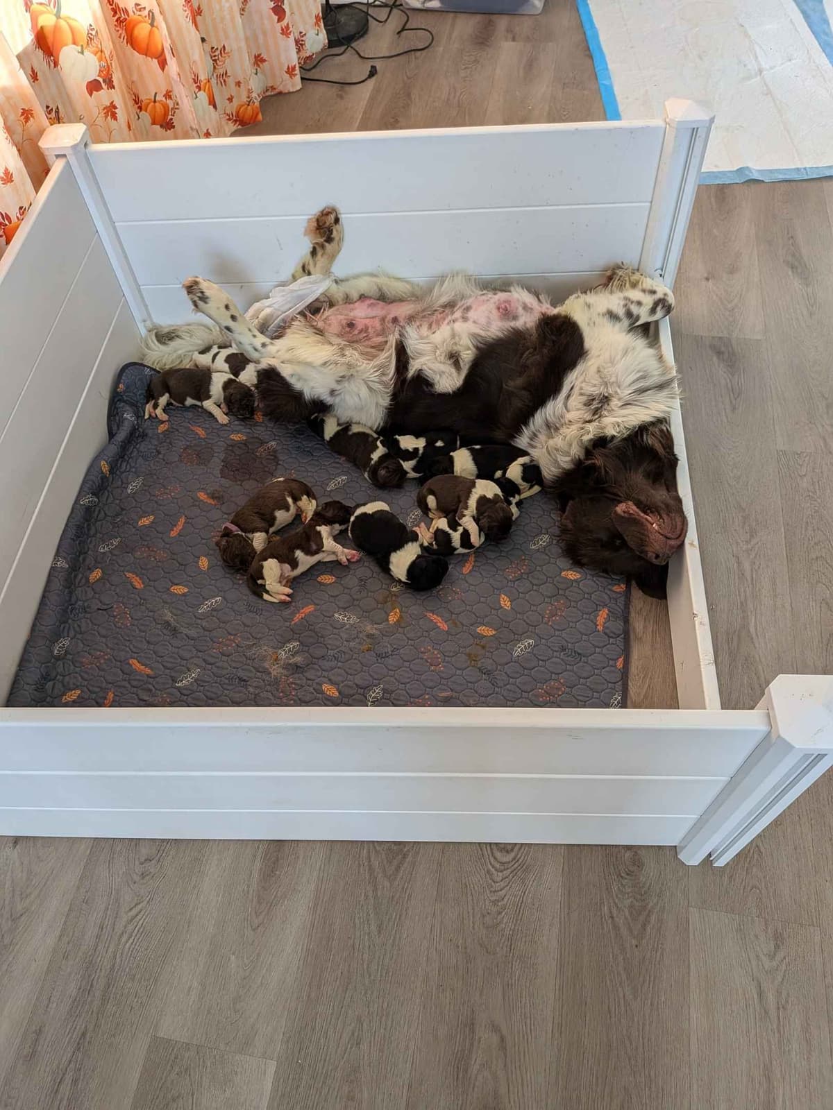 Black Mountain Newfoundland Puppy breeder image 22