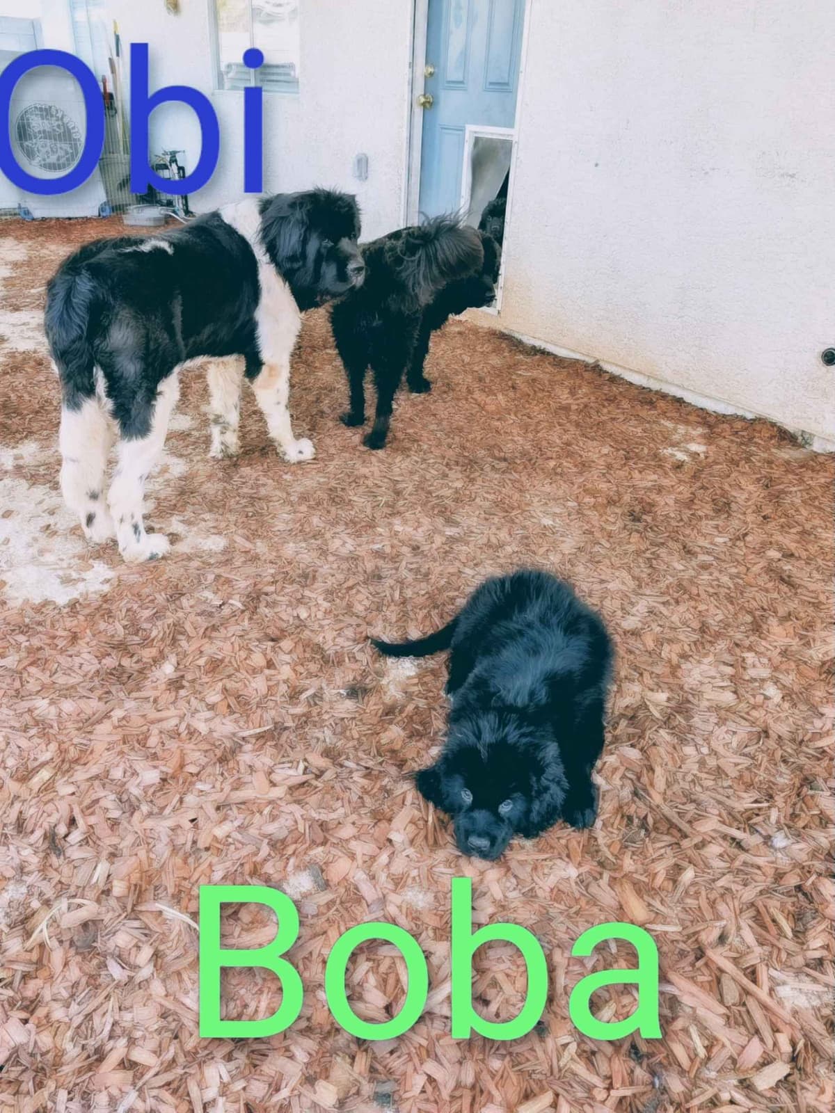 Black Mountain Newfoundland Puppy breeder image 21